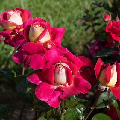 Rosa Hybrid Tea Cherries & Champagne™