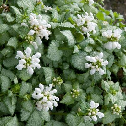 Lamium maculatum White Nancy