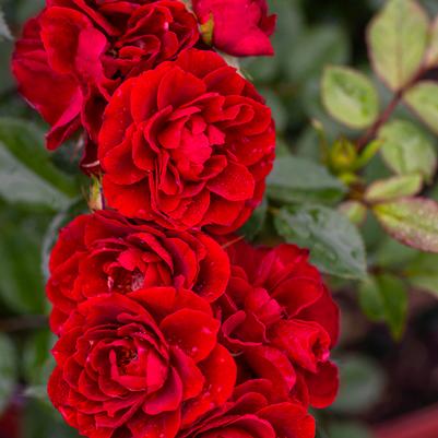 Rosa Mini Red Sunblaze®