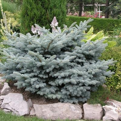 Picea pungens Globosa