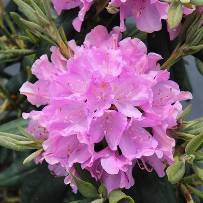 Rhododendron catawbiense English Roseum