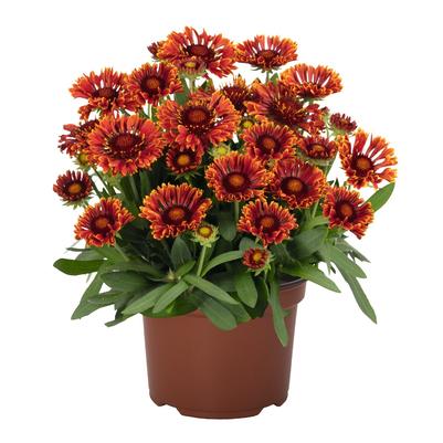 Gaillardia aristata Spintop™ Mariachi Red