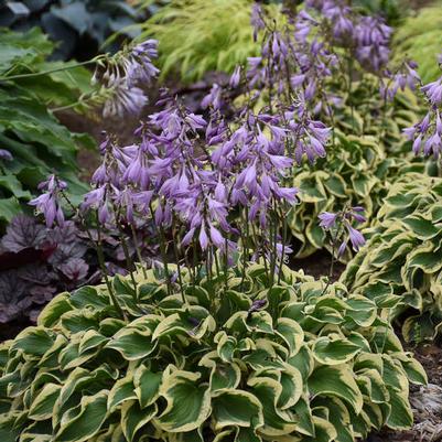 Hosta Wrinkle in Time PP24956