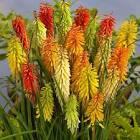 Kniphofia Flamenco Mix