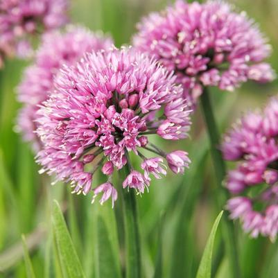 Allium Windy City
