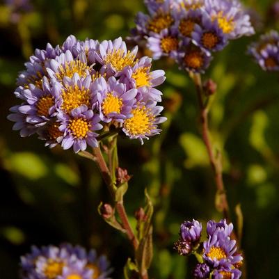 Aster Jindai