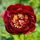 Paeonia lacttiflora Buckeye Belle