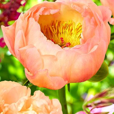 Paeonia Kings Day