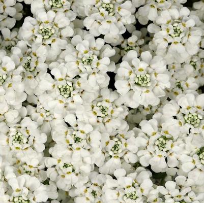 Iberis semp. White Shadow