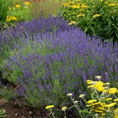 Lavandula angustifolia Hidcote Blue
