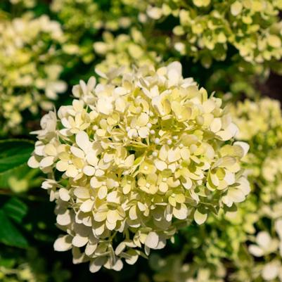 Hydrangea paniculata Bubble Bath™ PP37039