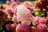 Hydrangea paniculata Spring Sizzle® PP36526