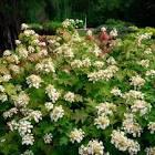 Hydrangea quercifolia Toy Soldier™ PPAF