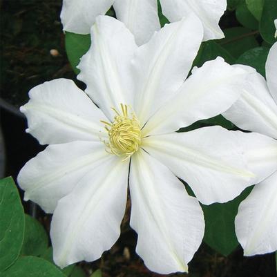 Clematis Toki
