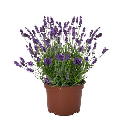 Lavandula angustifolia La Diva Vintage Violet