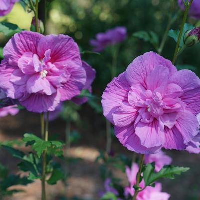 Hibiscus syriacus Dark Lavender Chiffon® PP33568