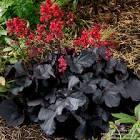 Heuchera Black Forest Cake