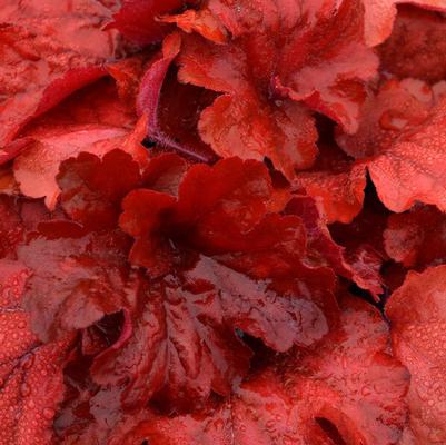 Heuchera Fire Alarm