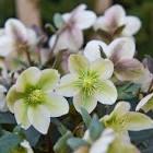 Helleborus orientalis Frosted Awaking