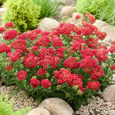 Achillea millefolium Sea Breeze™ Red