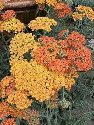 Achillea millefolium Sea Breeze™ Salmon