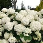 Hydrangea arborescens Incredball Storm Proof™ Incrediball Storm Proof™ PP36788