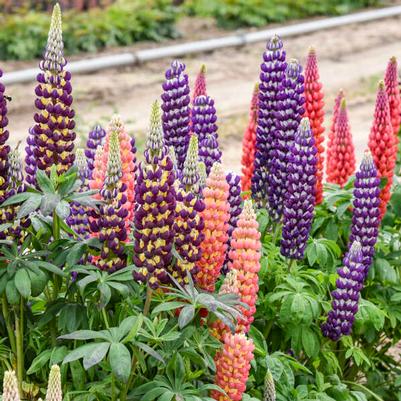 Lupinus Candyland™ Mix