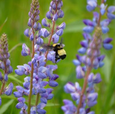 Lupinus 