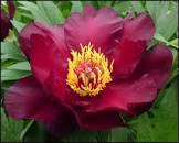 Paeonia Scarlet Heaven