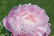 Paeonia lacttiflora Mrs. Franklin D. Roosevelt