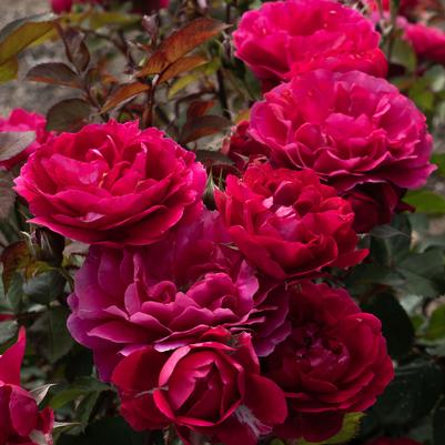 Rose Shrub Triple Knock Out® PPAF