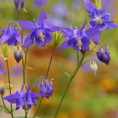 Aquilegia vulgaris 