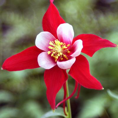 Aquilegia x Red Hobbit