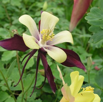 Aquilegia x Dragonfly