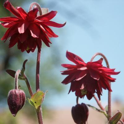 Aquilegia Ruby Port