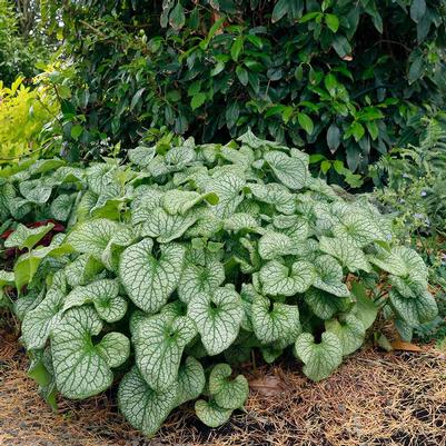 Brunnera macrophylla Alexander's Great PP25789