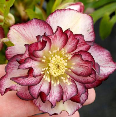 Helleborus North Star&trade; NORTH STAR™ Garnet Frills