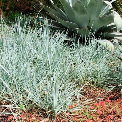Leymus arenarius Blue Dune