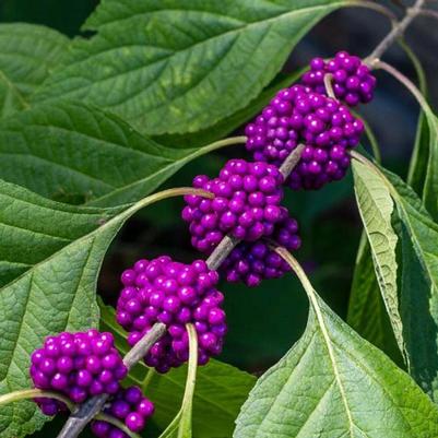 Callicarpa 