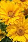 Heliopsis helianthoides Sole Giatto