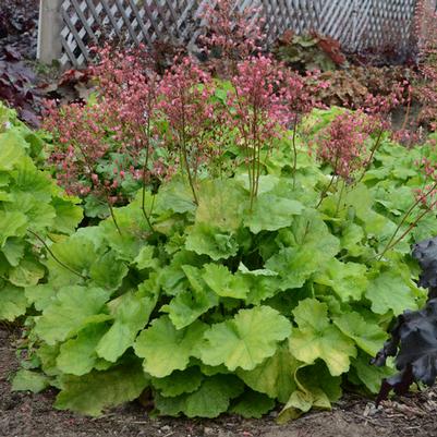 Heuchera Primo&trade; Primo® Pretty Pistachio