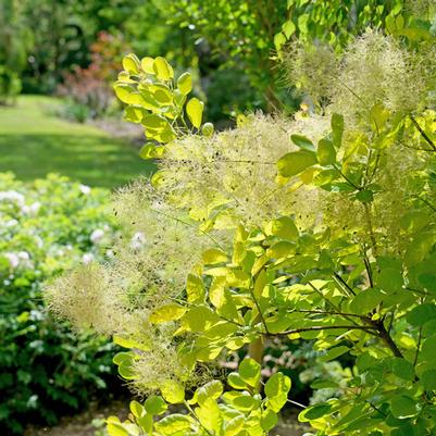 Cotinus coggygria Winecraft Gold®