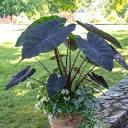 Colocasia esculenta Black Magic PP10650