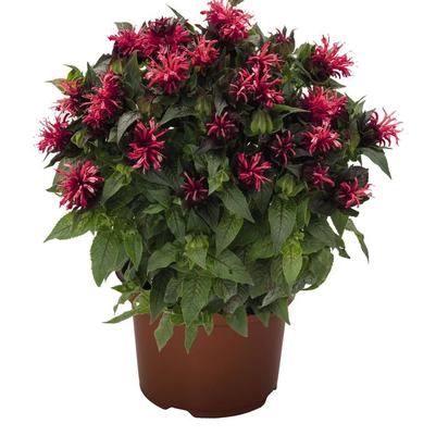 Monarda didyma Pocahontas Red Rose