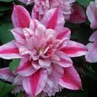 Clematis Patricia Ann Fretwell™
