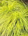 Carex oshimensis EverColor&reg; Evercolor® Everillo