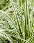 Carex oshimensis EverColor&reg; Evercolor® Evercream PP27967