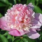 Paeonia lacttiflora Lady Anna