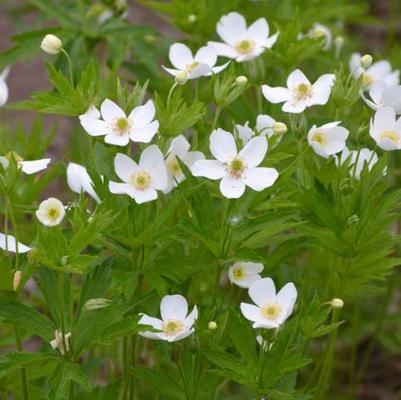 Anemone canadensis 