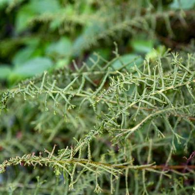 Athyrium filix-femina Victoriae